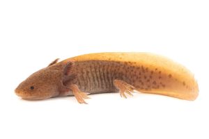 Ambystoma mexicanum (axolotl), copper, 14-16 cm